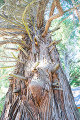 outdoor landscape in bariloche, argentina.