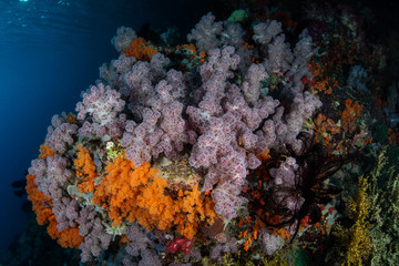 Vibrant Soft Corals in Tropical Pacific
