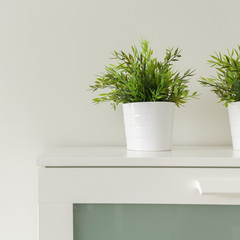 Plants in white pots