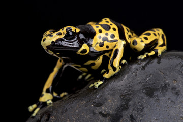 Fototapeta premium yellow-banded poison dart frog (Dendrobates leucomelas)