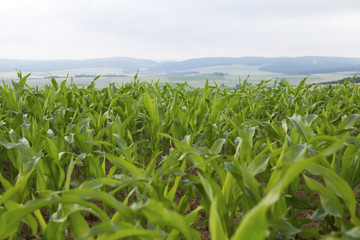 Fototapeta premium closeup of a green cornfield