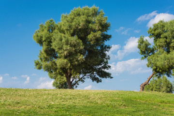 Fototapeta na wymiar Green field with tree and blue sky background. 