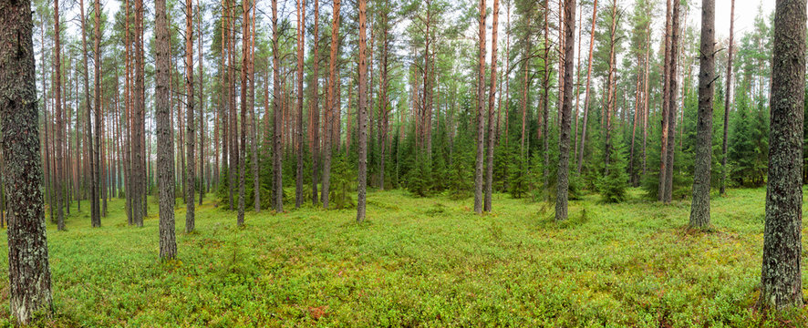 Fototapeta Summer forest panorama
