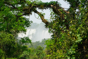 iguazu waterfalls in Argentina.