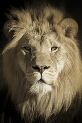 This beautifully toned portrait of a make African Lion as the King of Beasts was shot at a local zoo late on a fall day.