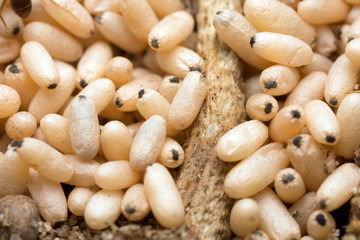 Ant eggs in nest