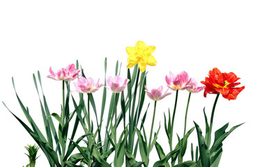 Several red and pink flowering tulips and yellow narcissus isola