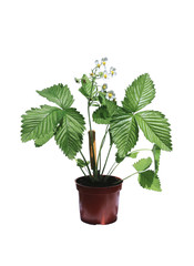Wild strawberry bush in a flowerpot isolated