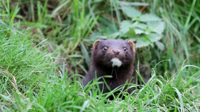American Mink looking around in the grass