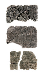 Texture of cut wood trunk.