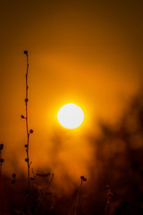 Tree silhouettes in the morning sun background background blur. © Hamajones