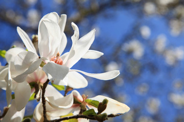 Springtime magnolia blossom with blue sky
