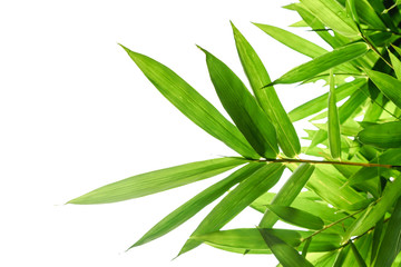 Bamboo leaves in white Isolated