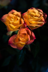 Three orange rose flowers with dew, close up
