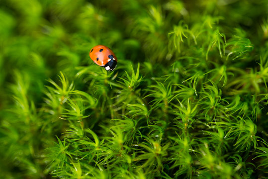 Ladybug on the green moss, close up with small depth of field