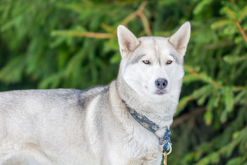 Grey dog with green background