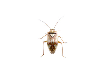 Brown shield bug on a white background