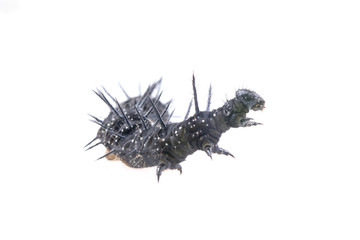 Black caterpillar with white spots on a white background