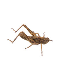 Brown grasshopper on a white background