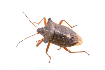 Brown shield bug on a white background