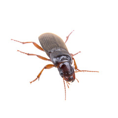 Brown bug on a white background