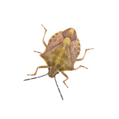 Brown shield bug on a white background