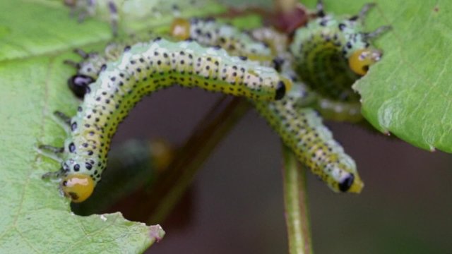 Rose Sawfly Lava on Rose