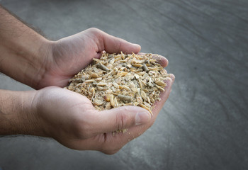 Cattle feed inhuman hands