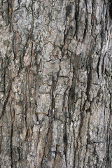 tree bark
