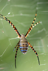 ARGIOPE BRUENNICHI. ARAÑA TIGRE