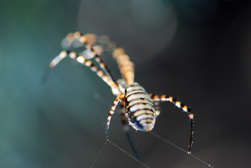 Fototapeta premium ARGIOPE BRUENNICHI. ARAÑA TIGRE