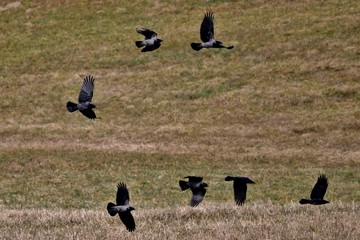 Krähen im Flug