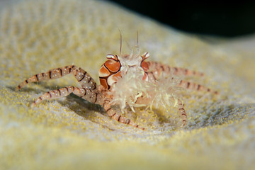 A Boxer or Pom Pom Crab - Lybia - defends itself. Taken in Komodo National Park, Indonesia. 