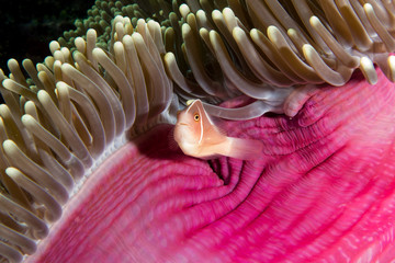 A Skunk Anenomefish - Amphiprion akallopisos - in his host anenome. Taken in Komodo National Park,...