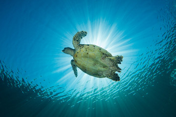 A Hawksbill Turtle - eretmochelys imbricata - swims under the sun. Taken in Komodo National Park,...