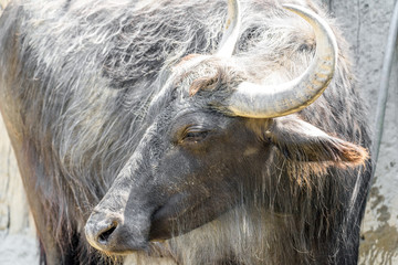 Fototapeta premium Wild Horned Bull Portrait Close Up