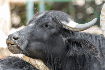 Wild Horned Bull Portrait Close Up