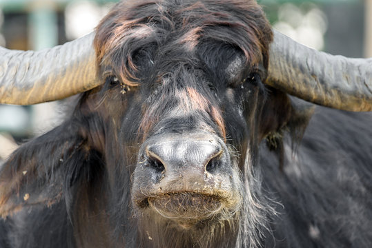 Wild Horned Bull Portrait Close Up