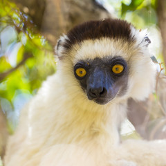 Cute white Verreaux's Sifaka lemur portrait in Zombitse National park in Madagascar, Africa.