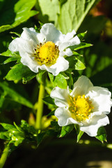 Obraz premium Bush of strawberries. Close-Up. strawberry flowers