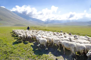 Papier Peint photo Lavable Moutons pascolo sui monti Sibillini, Italia