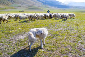 pascolo sui monti Sibillini, Italia