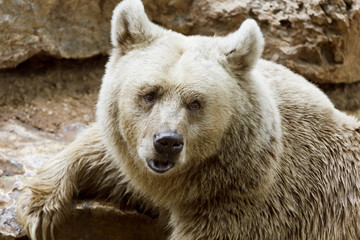 Obraz na płótnie Canvas Portrait of Siberian brown bear