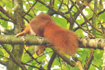 Eichhörnchen