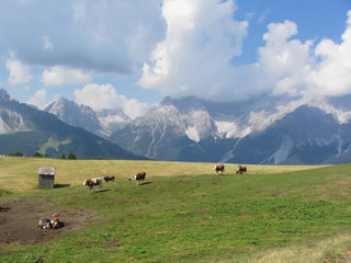 Fototapeta na wymiar Alpine pasture with cows in foreground and view of Sesto Dolomites, South Tyrol, Italy in background