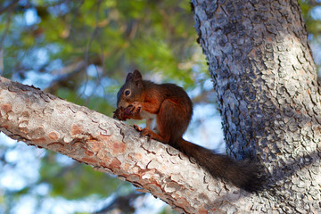 Naklejka na ściany i meble Squirrel on a pine tree