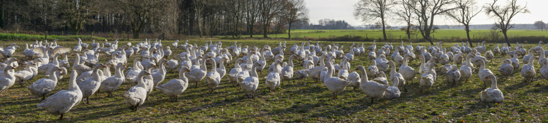 Gänse Panorama