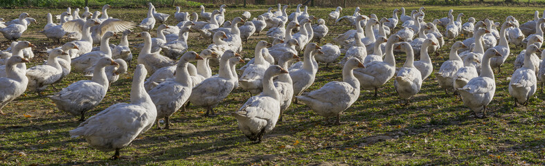 Gänse Panorama