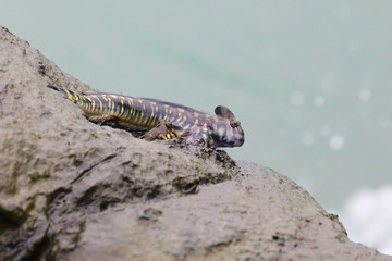 Rare tropical fish Alticus Anjouanae (Mudskipper) endemic on Reunion Island. Amphibious life on a cliffs.