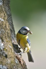 Blue tit